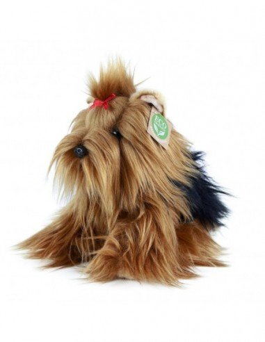 Pliušinis šuo Yorkshire, 23 cm