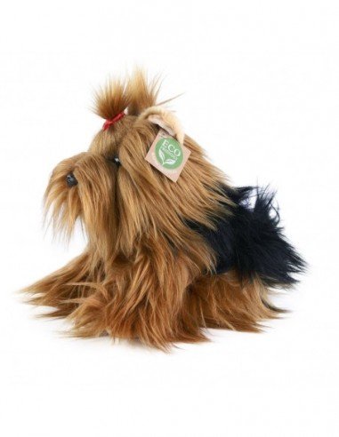 Pliušinis šuo Yorkshire, 23 cm