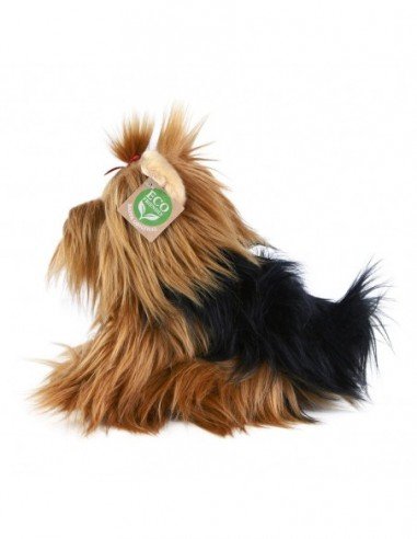 Pliušinis šuo Yorkshire, 23 cm