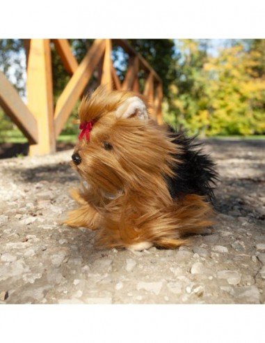 Pliušinis šuo Yorkshire, 23 cm