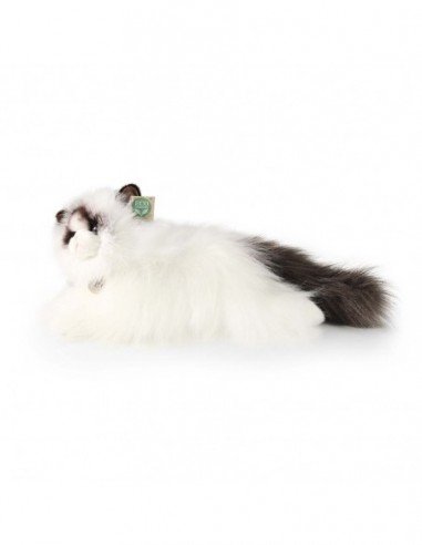 Katinas Ragdoll cat, 38 cm
