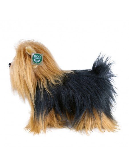 Šuo Yorkshire, 30 cm