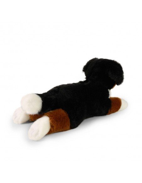 Šuo Bernese Mountain dog, 32 cm
