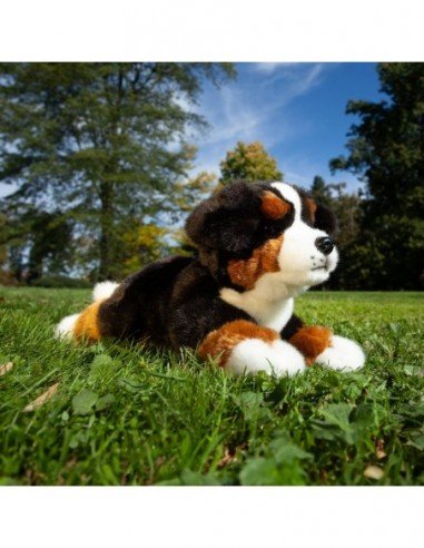 Šuo Bernese Mountain dog, 32 cm