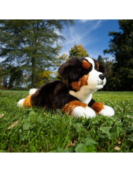 Šuo Bernese Mountain dog, 32 cm
